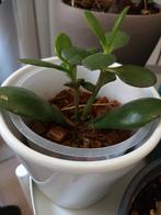 Jade Plant - Crassula Ovata Kamerplant, Overige soorten, Vaste plant, Ophalen of Verzenden, Bloeit niet