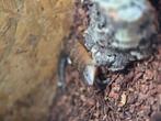 Tiliqua scincoides Chimaera nakweek 2024, Hagedis, 0 tot 2 jaar