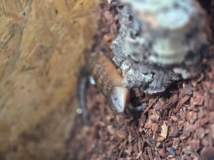 Tiliqua scincoides Chimaera nakweek 2024