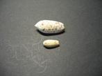 Schelpen: Oliva (Oliva) oliva   Linnaeus, 1758., Ophalen of Verzenden, Schelp(en)