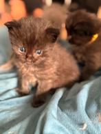 Ragdoll x maincoon, Dieren en Toebehoren, Meerdere dieren, Ontwormd