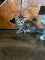 Britse korthaar black silver tabby, Dieren en Toebehoren, Kater