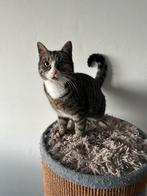 Kitten. Jonge kat. 3,5 maand oud. Kater. Cypers. Gestreept., Ophalen of Verzenden, Zo goed als nieuw