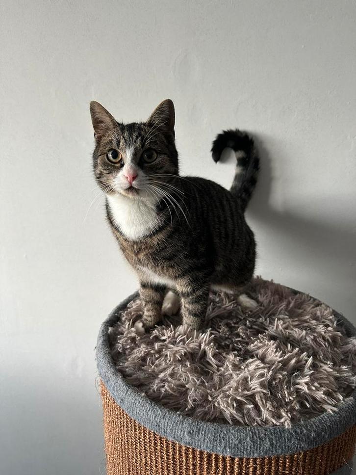 Kitten. Jonge kat. 3,5 maand oud. Kater. Cypers. Gestreept., Dieren en Toebehoren, Katten-accessoires, Zo goed als nieuw, Ophalen of Verzenden