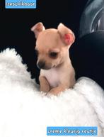 ~Super mooie &  kleinblijvend chihuahua pup~, Dieren en Toebehoren, Honden | Chihuahua's en Gezelschapshonden, Rabiës (hondsdolheid)