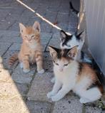 Mooie speelse kittens te koop, Dieren en Toebehoren, Katten en Kittens | Overige Katten, Meerdere dieren