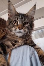 Stoere Maine Coon poes met stamboom mag verhuizen, Dieren en Toebehoren, Katten en Kittens | Raskatten | Langhaar, Poes, Gechipt