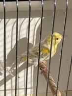 Kanarie agaat opaal geel mozaiek, Mannelijk, Kleurkanarie