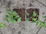 Citroenmelisse (Melissa officinalis), Ophalen, Vaste plant, Halfschaduw, Kruiden