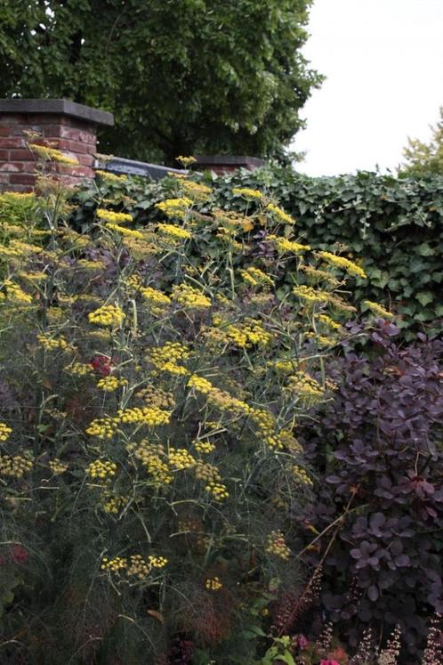 Tuinplanten, Tuin en Terras, Planten | Tuinplanten, Vaste plant, Overige soorten, Halfschaduw, Zomer, Ophalen