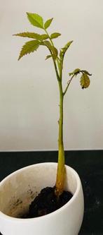 Stekje walnoot boom, Volle zon, Vaste plant, Zomer, Ophalen