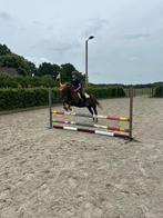 Verzorgpony gezocht/bijrijderaangeboden, Ophalen