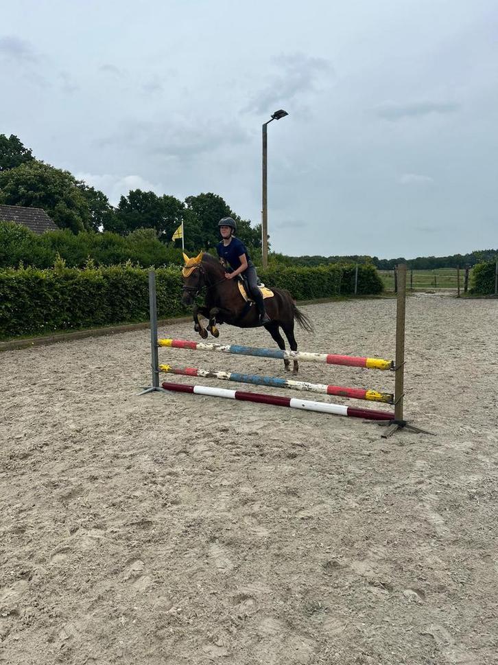 Verzorgpony gezocht/bijrijderaangeboden, Dieren en Toebehoren, Paarden en Pony's | Verzorgingsproducten, Ophalen