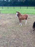 Te koop, Dieren en Toebehoren, Pony's, Hengst, A pony (tot 1.17m), Gechipt, 0 tot 2 jaar
