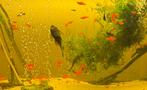 Zwaarddrager visjes – jonge aquariumvissen, Vis, Zoetwatervis
