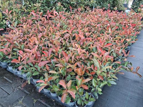 Photinia fraseri red Robin, glansmispel struiken 40-60 cm, Tuin en Terras, Planten | Tuinplanten, Overige soorten, Halfschaduw