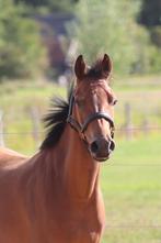 3 jarige pony, Ruin, Springpony, 3 tot 6 jaar, Onbeleerd