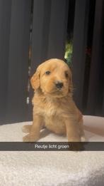 Maltipoo pups, Dieren en Toebehoren, Honden | Chihuahua's en Gezelschapshonden, Maltezer, Rabiës (hondsdolheid), 8 tot 15 weken