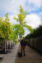 Gele Acacia Robinia Frisia  robinia pseudoacasia 'frisia, Lente, 100 tot 250 cm, Volle zon, In pot