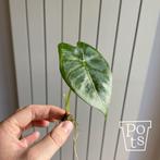 Alocasia Frydek, Ophalen, Overige soorten, Halfschaduw, Minder dan 100 cm