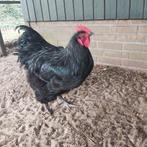 Zwarte jonge haan, Mannelijk, Kip