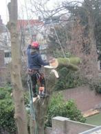 Bomen klimmend laten rooien/ snoeien  Eindhoven Waalre Best, Ophalen of Verzenden, Nieuw, 20 m² of meer
