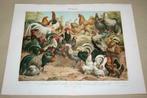 Antieke kleurenlitho - Verschillende soorten kippen - 1900!!, Dieren en Toebehoren, Ophalen of Verzenden, Gebruikt, Drinken en Voederen