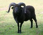 ouessant ooi + ooilam    zwarte  schaapjes, Vrouwelijk, Schaap