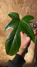 Philodendron Florida Green stek, Huis en Inrichting, Kamerplanten, Ophalen of Verzenden, Overige soorten, Halfschaduw, Minder dan 100 cm