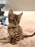 bengaal kitten, Dieren en Toebehoren, Kater, Gechipt, 0 tot 2 jaar