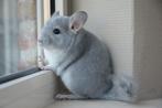 chinchilla in div kleuren, Dieren en Toebehoren, Knaagdieren, Meerdere dieren, Chinchilla, Na 1 juli 2024
