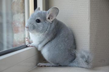 chinchilla in div kleuren beschikbaar voor biedingen