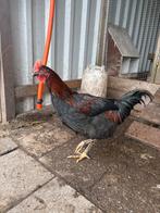 Aracauna x marans haan, Dieren en Toebehoren, Pluimvee, Mannelijk, Kip