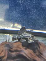 L190 Panaque nigrolineatus, Vis, Zoetwatervis