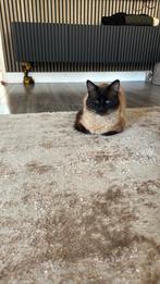 Kater, Kater