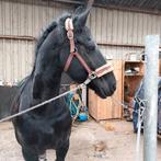 Bijrijder gezocht voor mijn friese merrie