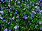 Vinca major Blauw, Vaste plant, Bodembedekkers, Lente, Ophalen