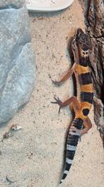 Luipaard gekko baby, Hagedis, Tam, 0 tot 2 jaar
