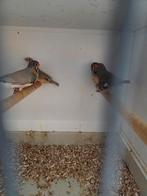 Vele soorten vogels, Dieren en Toebehoren, Vogels | Overige Vogels, Meerdere dieren