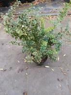Berberis/zuurbes in pot, Ophalen of Verzenden, Overige soorten, Struik, Minder dan 100 cm