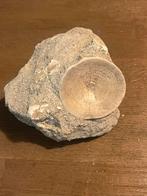 Otodus obliquus wervel, Ophalen of Verzenden, Fossiel