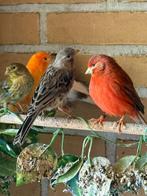 Kanaries te koop, Dieren en Toebehoren, Vogels | Kanaries, Meerdere dieren
