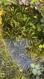 Krabbescheer vijverplant, Tuin en Terras, Vijvers, Ophalen, Gebruikt