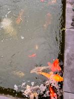 Koi Karpers groot 15-20 stuks, Dieren en Toebehoren, Vissen | Vijvervissen, Karper of Koi