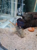 Bagarius Bagarius, duivelsmeerval, meerval, Dieren en Toebehoren, Vis, Zoetwatervis