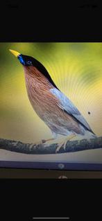 Te koop mooie man Pagodespreeuw, Dieren en Toebehoren, Vogels | Overige Vogels, Mannelijk