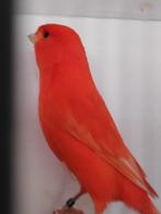 Te koop kanarie mannen rood intensief en rood schimmel 2025., Dieren en Toebehoren, Vogels | Kanaries, Mannelijk, Kleurkanarie