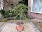 Prachtige hangboom, wintergroen in pot tuinbosai, Bloeit niet, Halfschaduw, Overige soorten, 100 tot 250 cm
