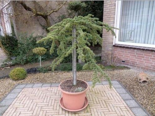 Prachtige hangboom, wintergroen in pot tuinbosai, Tuin en Terras, Planten | Bomen, Overige soorten, 100 tot 250 cm, Halfschaduw