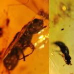 Birmees Amber (S2) met insluiting 2 Coleoptera kevers., Fossiel, Verzenden